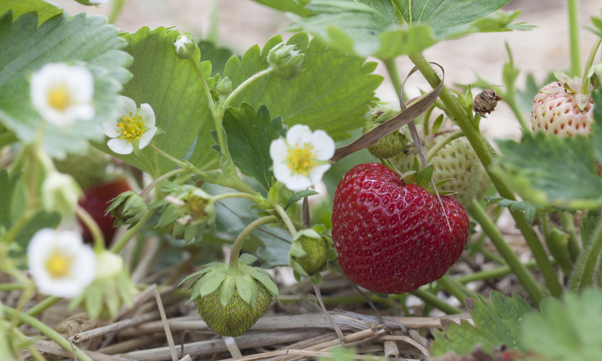 Erdbeeren im Gemeinschaftsgarten